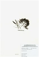 藏品(柵狀軟骨凹頂藻)的圖片